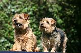 NORFOLK TERRIER 072